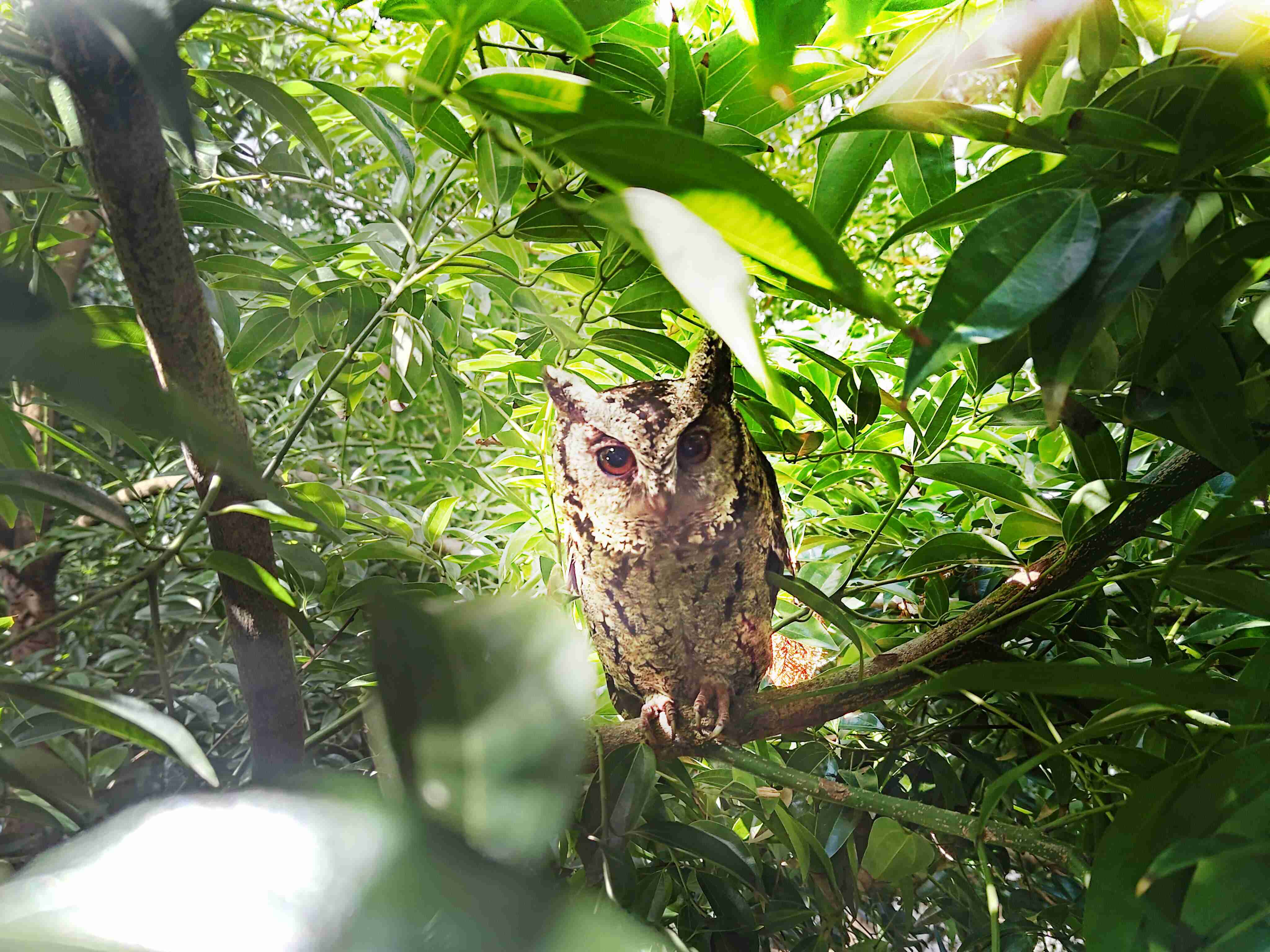 赏金国际致力提倡净零绿生活，，16年以来在全球各厂区植树逾百万棵，，，造就各厂区树木蔚然成林，，犹如森林工厂，，，成为许多生物的栖息地